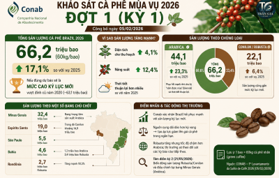 TÓM TẮT KHẢO SÁT CÀ PHÊ MÙA VỤ 2026 ĐỢT 1 CỦA CONAB 