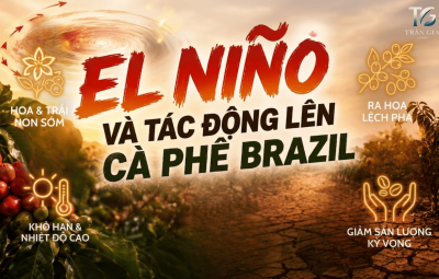 EL NIÑO TÁC ĐỘNG ĐẾN CÀ PHÊ BRAZIL THẾ NÀO ?