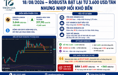 18/08/2026 – ROBUSTA BẬT LẠI TỪ 3.600 USD/TẤN – NHƯNG NHỊP HỒI KHÓ BỀN 